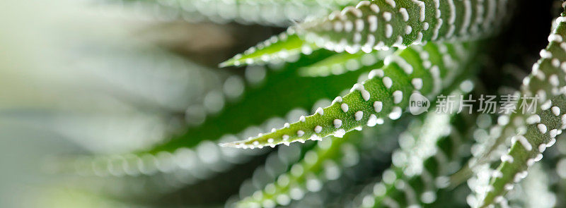 肉质植物(Haworthia Attenuata)特写